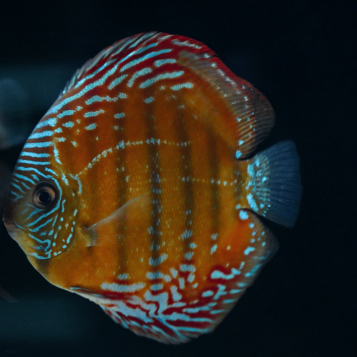 Cuipeua Semi Royal 4