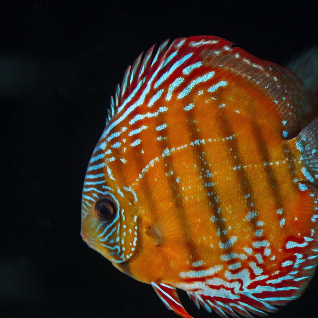 Cuipeua Semi Royal 6