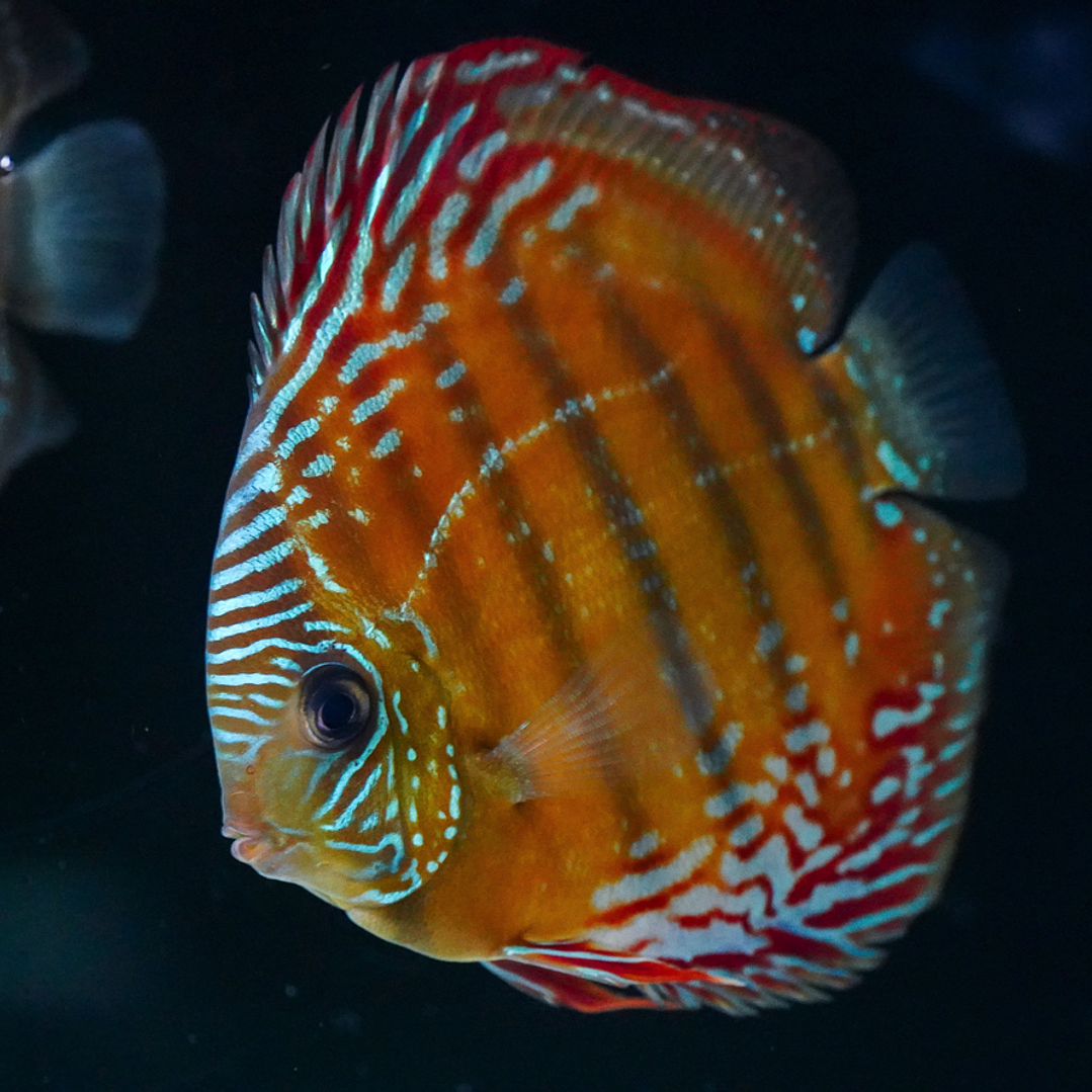 Cuipeua Semi Royal 7