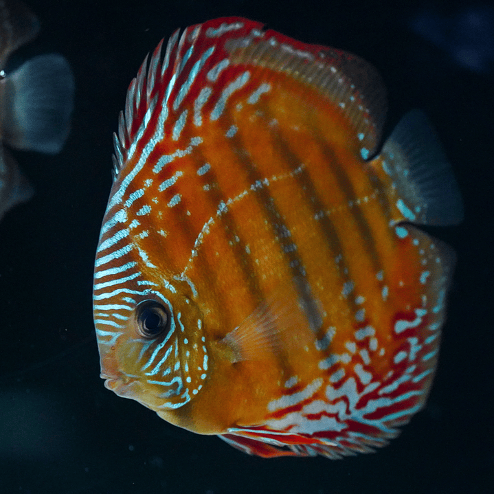 Cuipeua Semi Royal 7