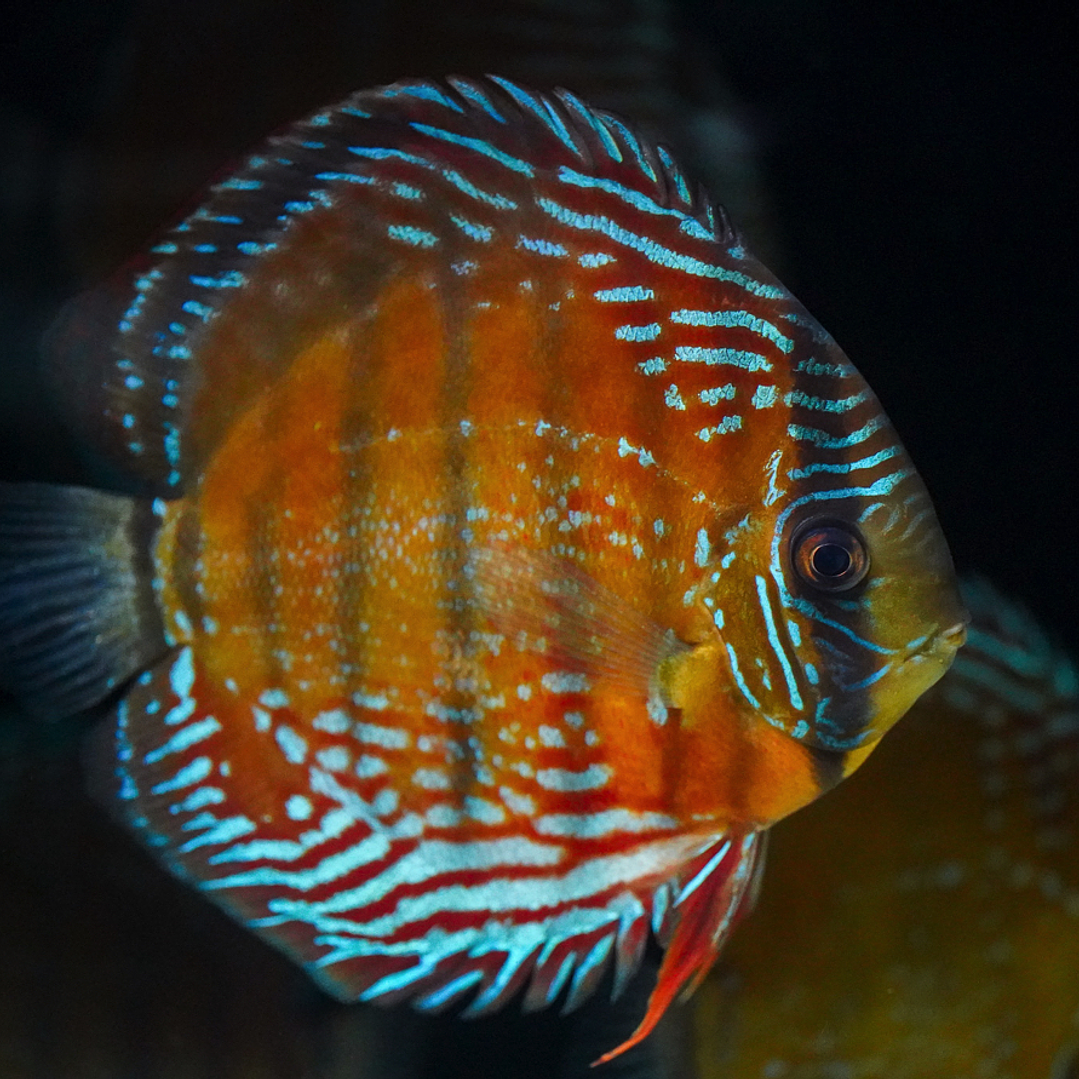 Cuipeua Semi Royal 10