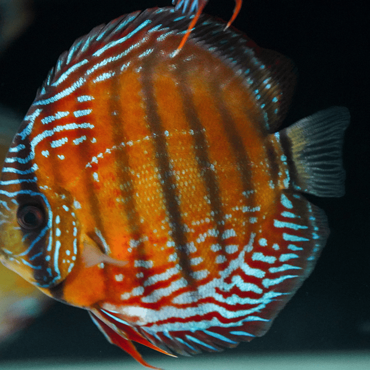 Cuipeua Semi Royal 1