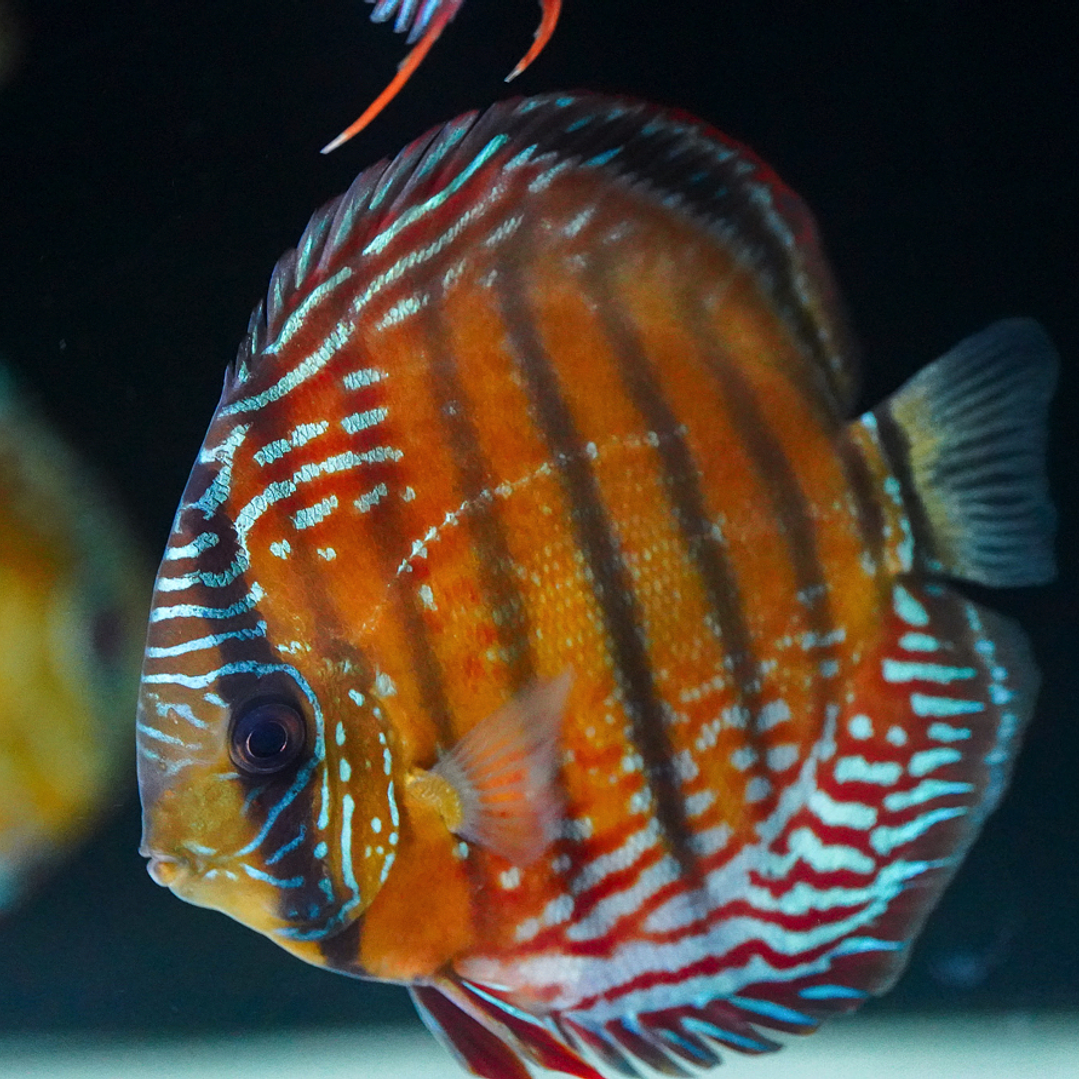 Cuipeua Semi Royal 12