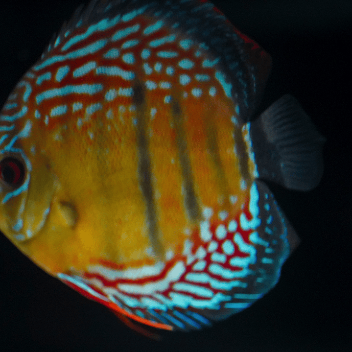 Semi Royal Inanú  2