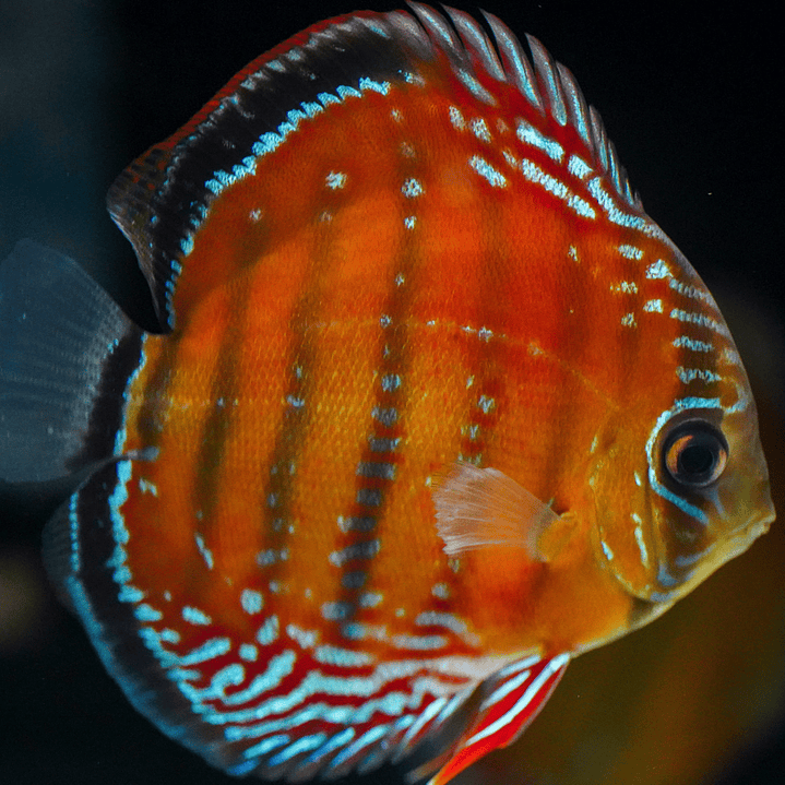 Barra Mansa Red Solid 2