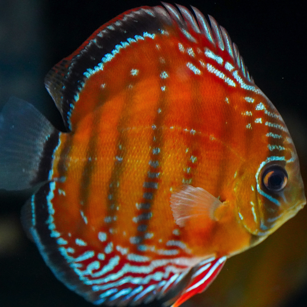 Barra Mansa Red Solid 4