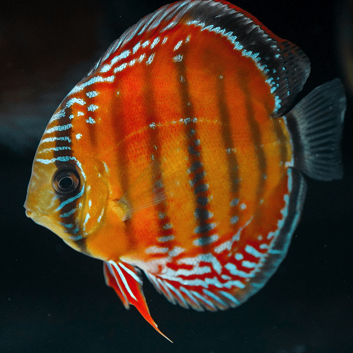 Barra Mansa Red Solid 5