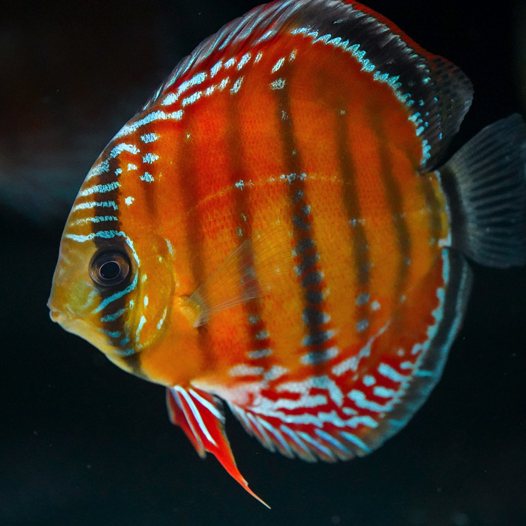 Barra Mansa Red Solid 3