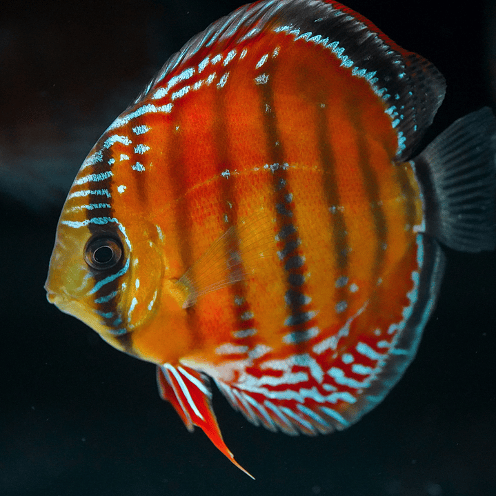 Barra Mansa Red Solid 3