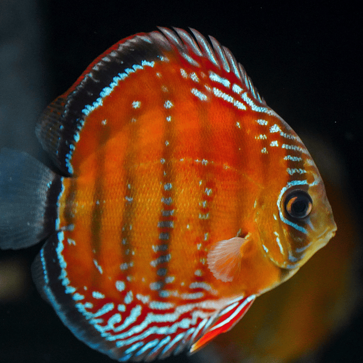 Barra Mansa Red Solid 1