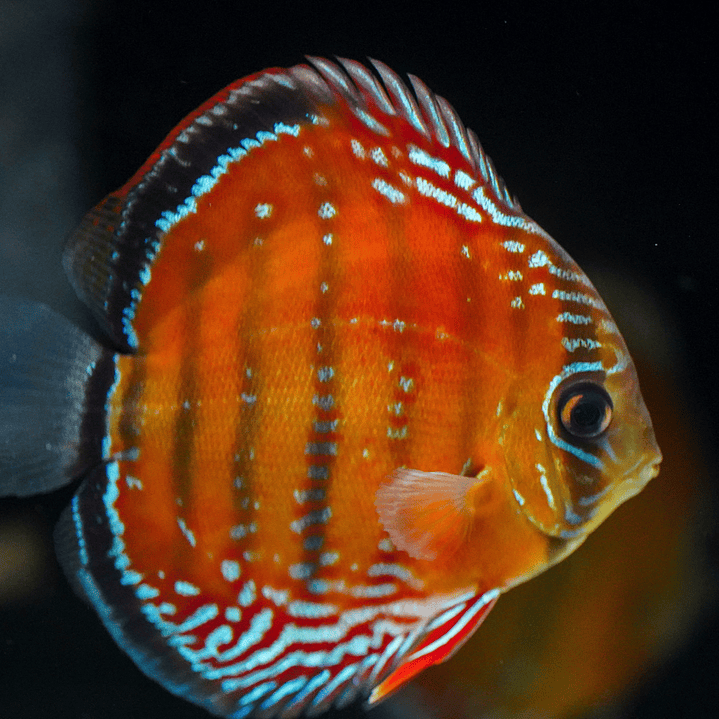 Barra Mansa Red Solid 6