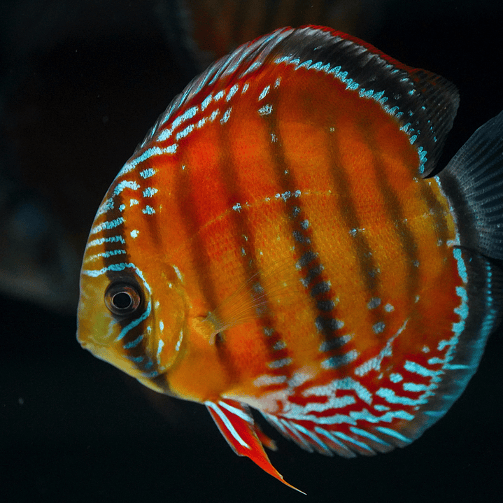 Barra Mansa Red Solid 7