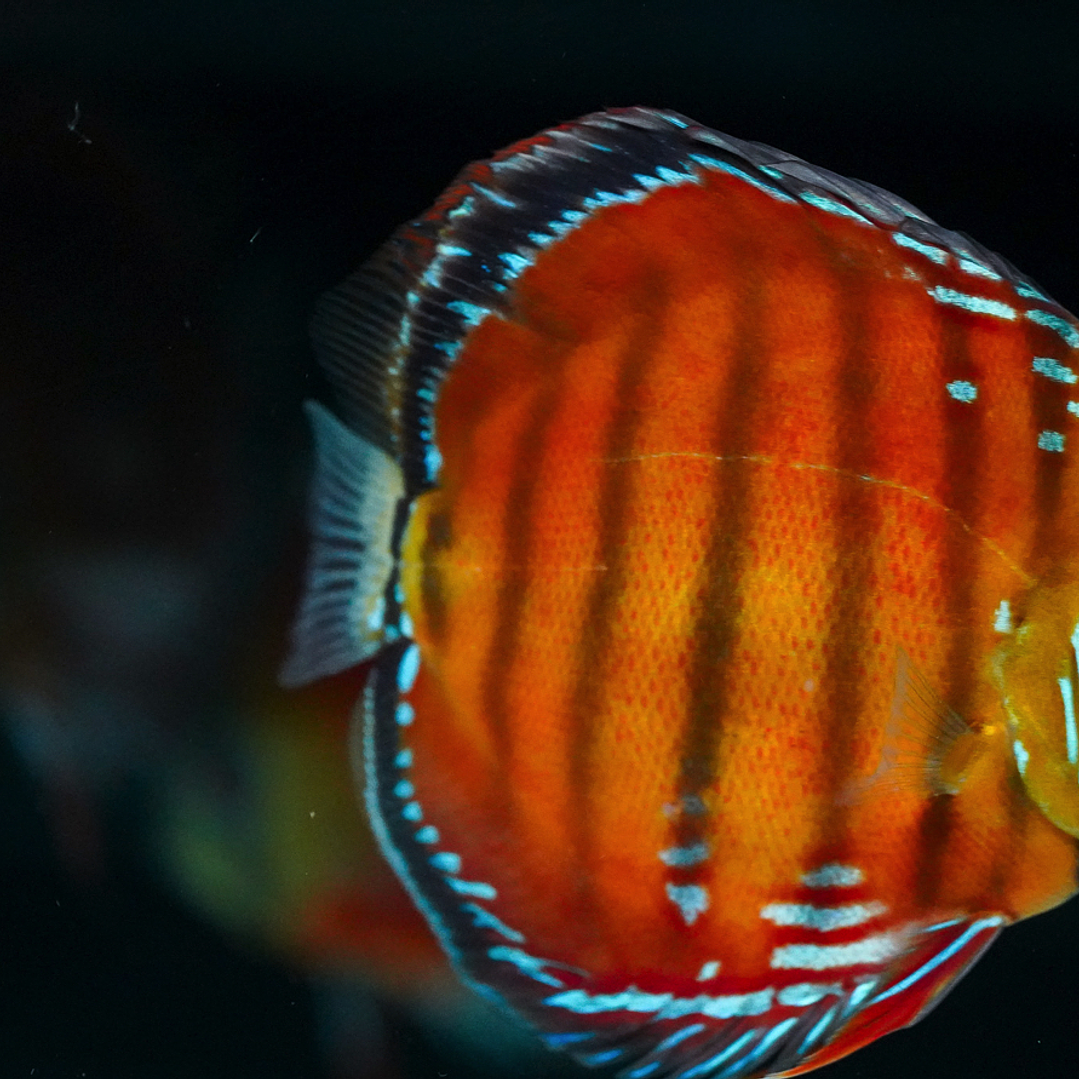 Barra Mansa Red Solid 5