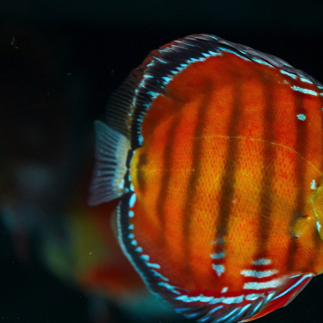 Barra Mansa Red Solid 2