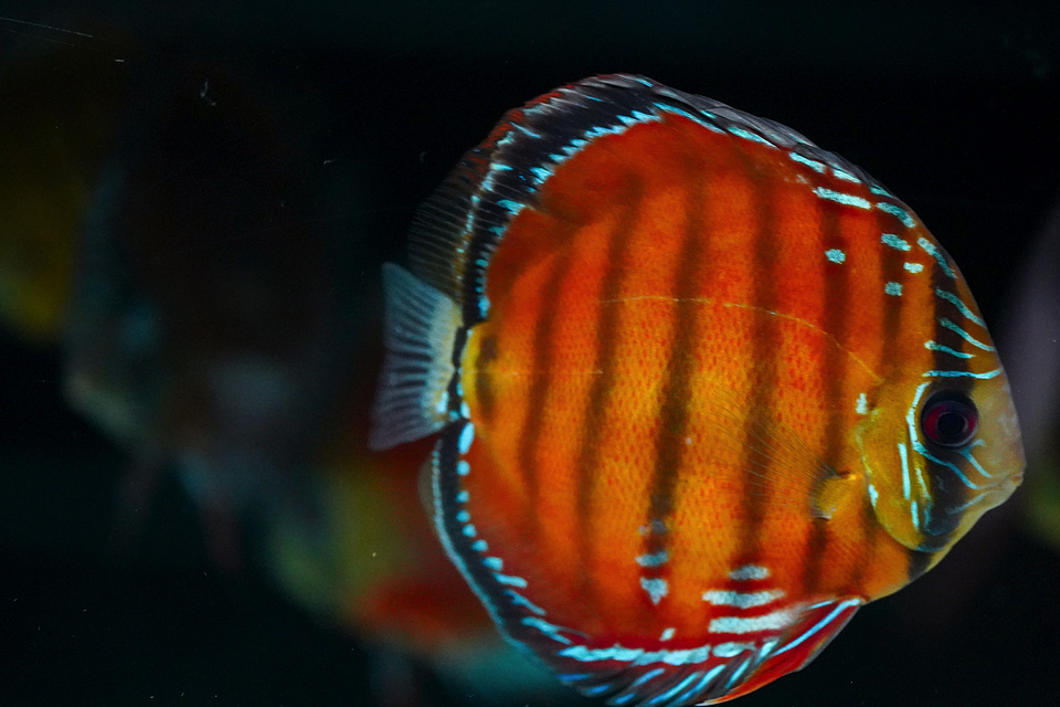 Barra Mansa Red Solid 2