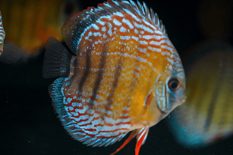 Barra Mansa Semi Royal