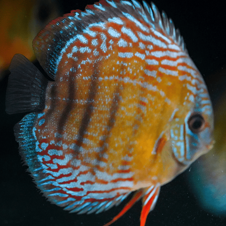 Barra Mansa Semi Royal 2