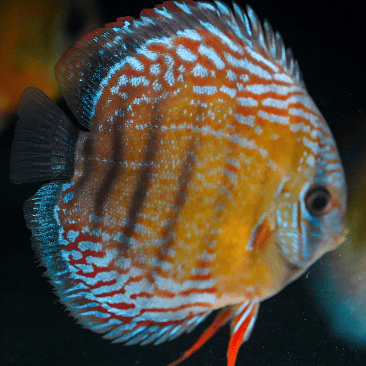 Barra Mansa Semi Royal 3