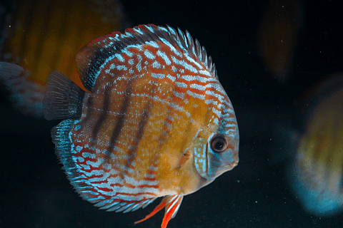 Barra Mansa Semi Royal