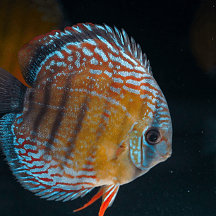 Barra Mansa Semi Royal