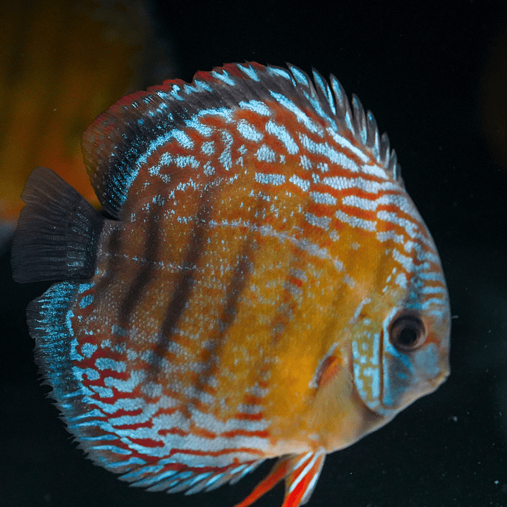 Barra Mansa Semi Royal 6