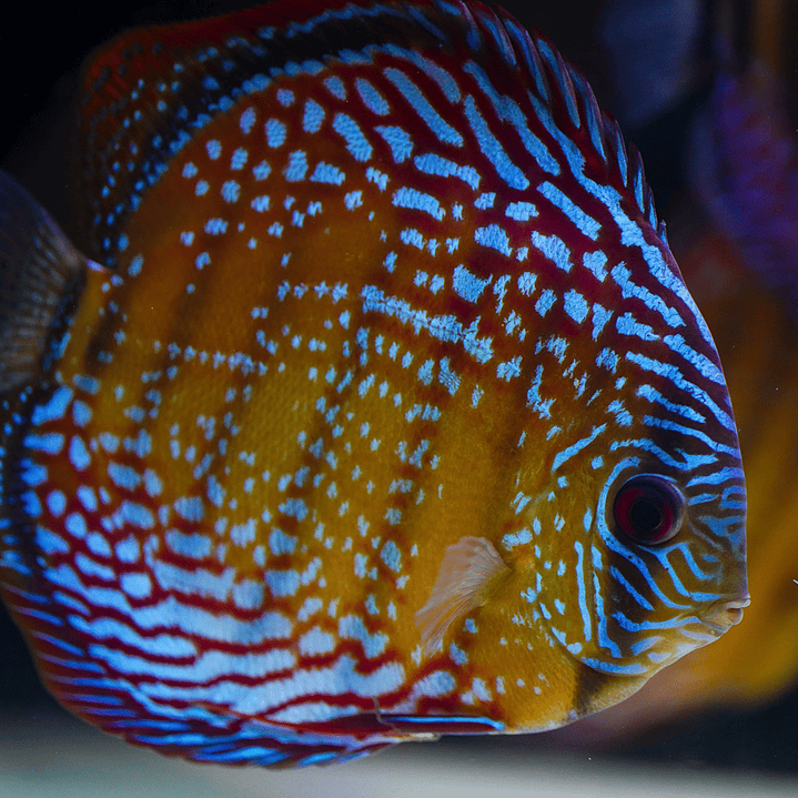 Semi Royal Barra Mansa 3