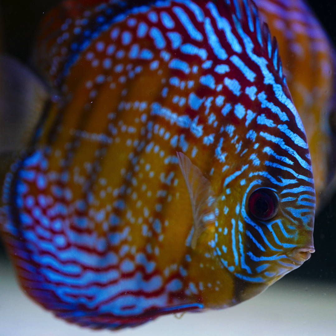 Semi Royal Barra Mansa 4