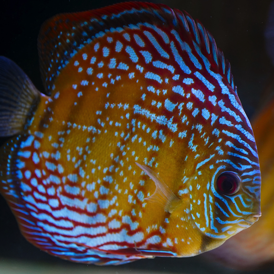 Semi Royal Barra Mansa 6