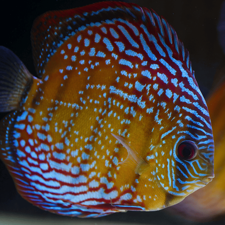 Semi Royal Barra Mansa 6