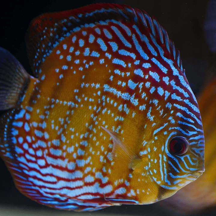 Semi Royal Barra Mansa 7