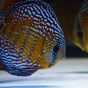 Semi Royal Barra Mansa