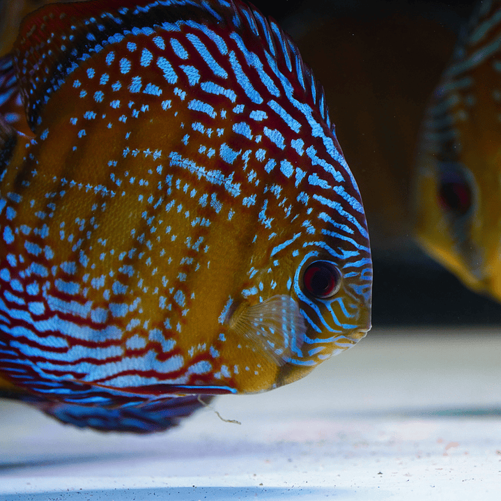 Semi Royal Barra Mansa 2