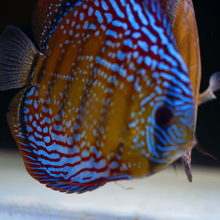 Semi Royal Barra Mansa 11