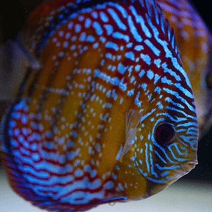 Semi Royal Barra Mansa