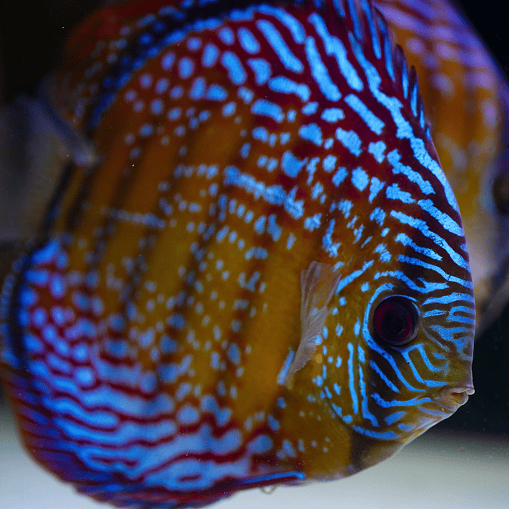 Semi Royal Barra Mansa 1