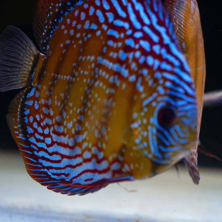 Semi Royal Barra Mansa 9