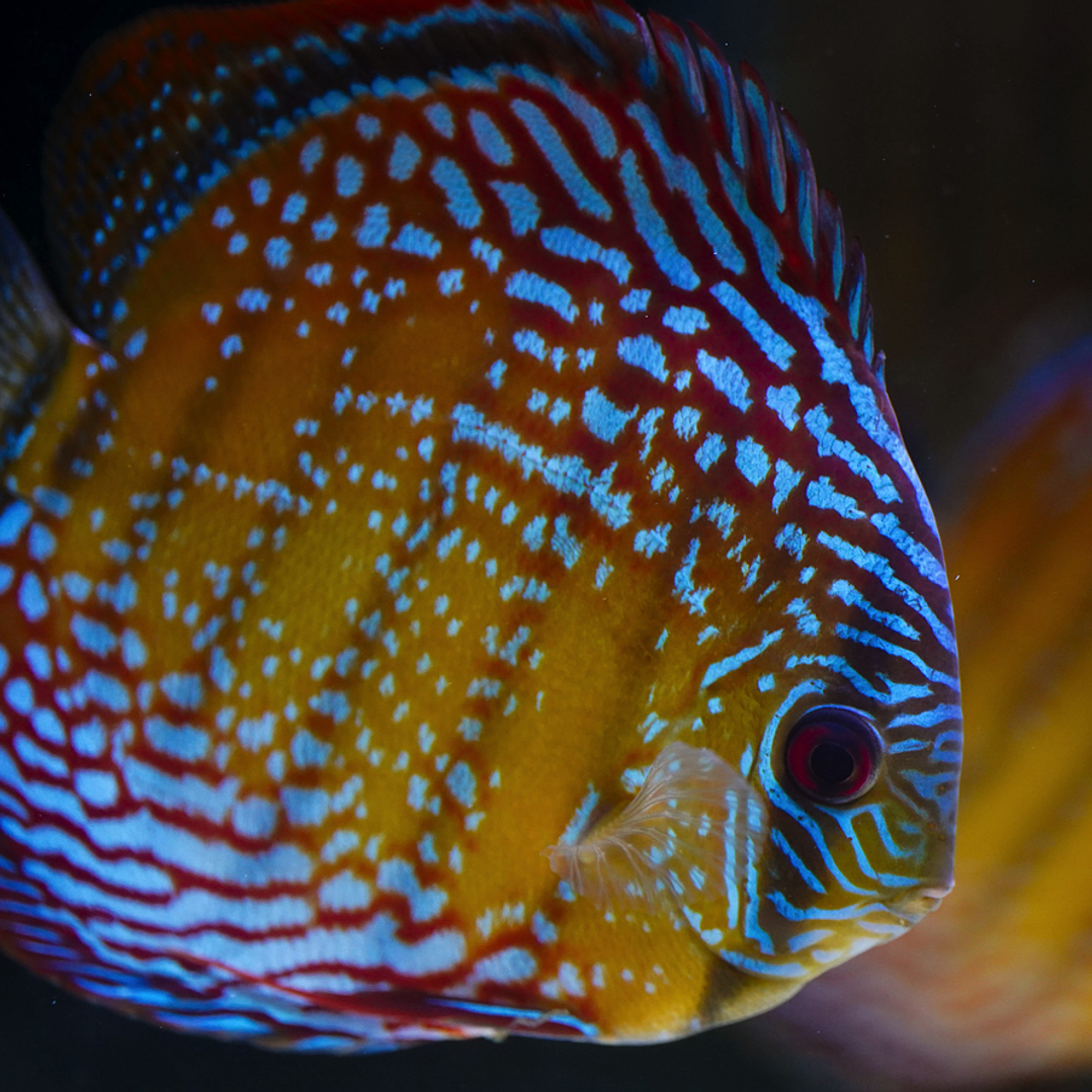 Semi Royal Barra Mansa 12