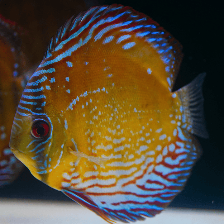 Cuipeua Semi Royal 2