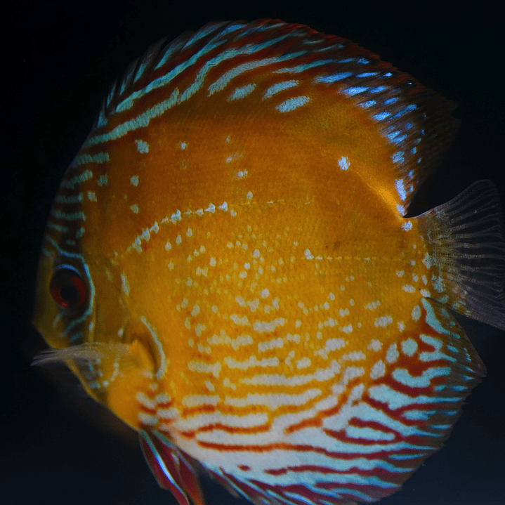 Cuipeua Semi Royal 3