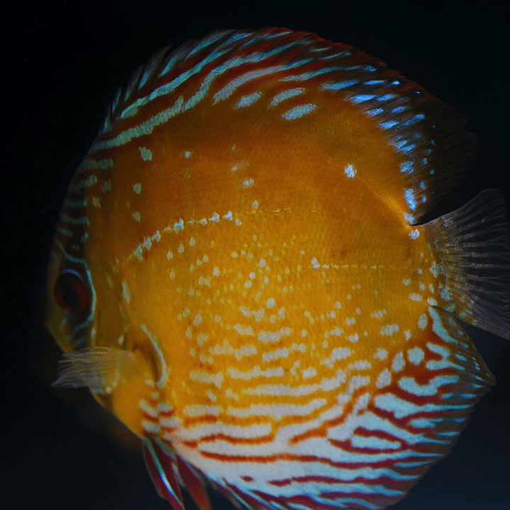 Cuipeua Semi Royal 4