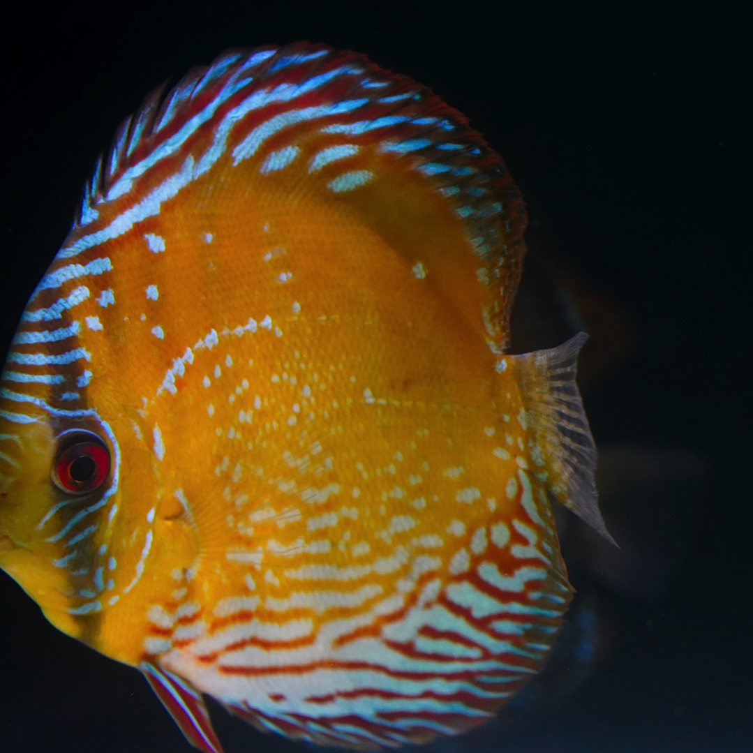 Cuipeua Semi Royal 5