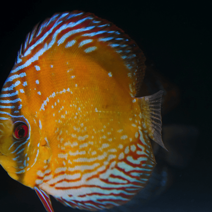 Cuipeua Semi Royal 7