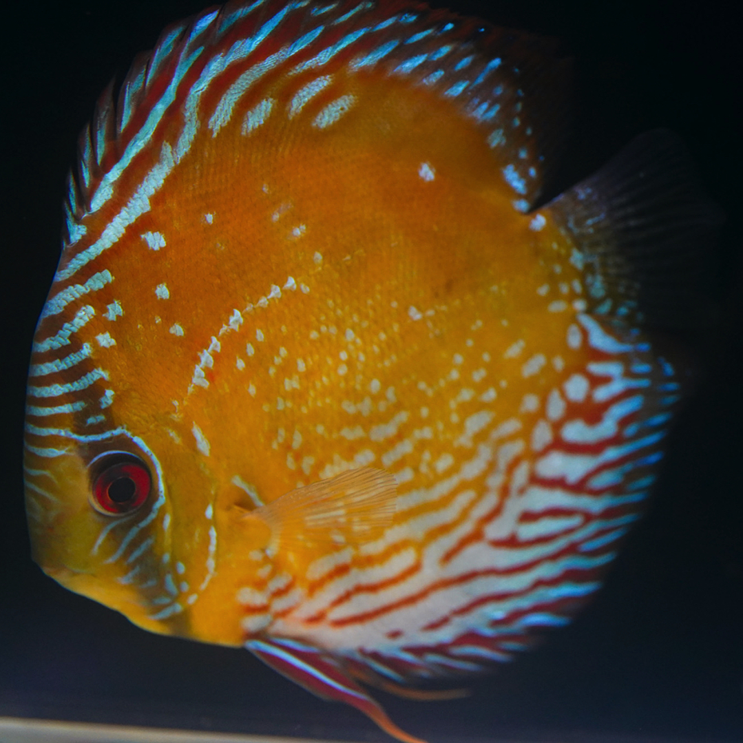 Cuipeua Semi Royal 9