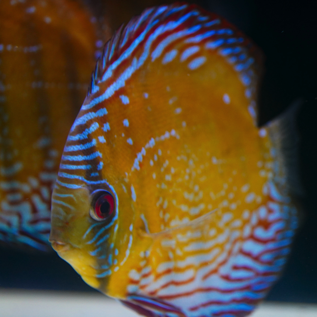 Cuipeua Semi Royal 8