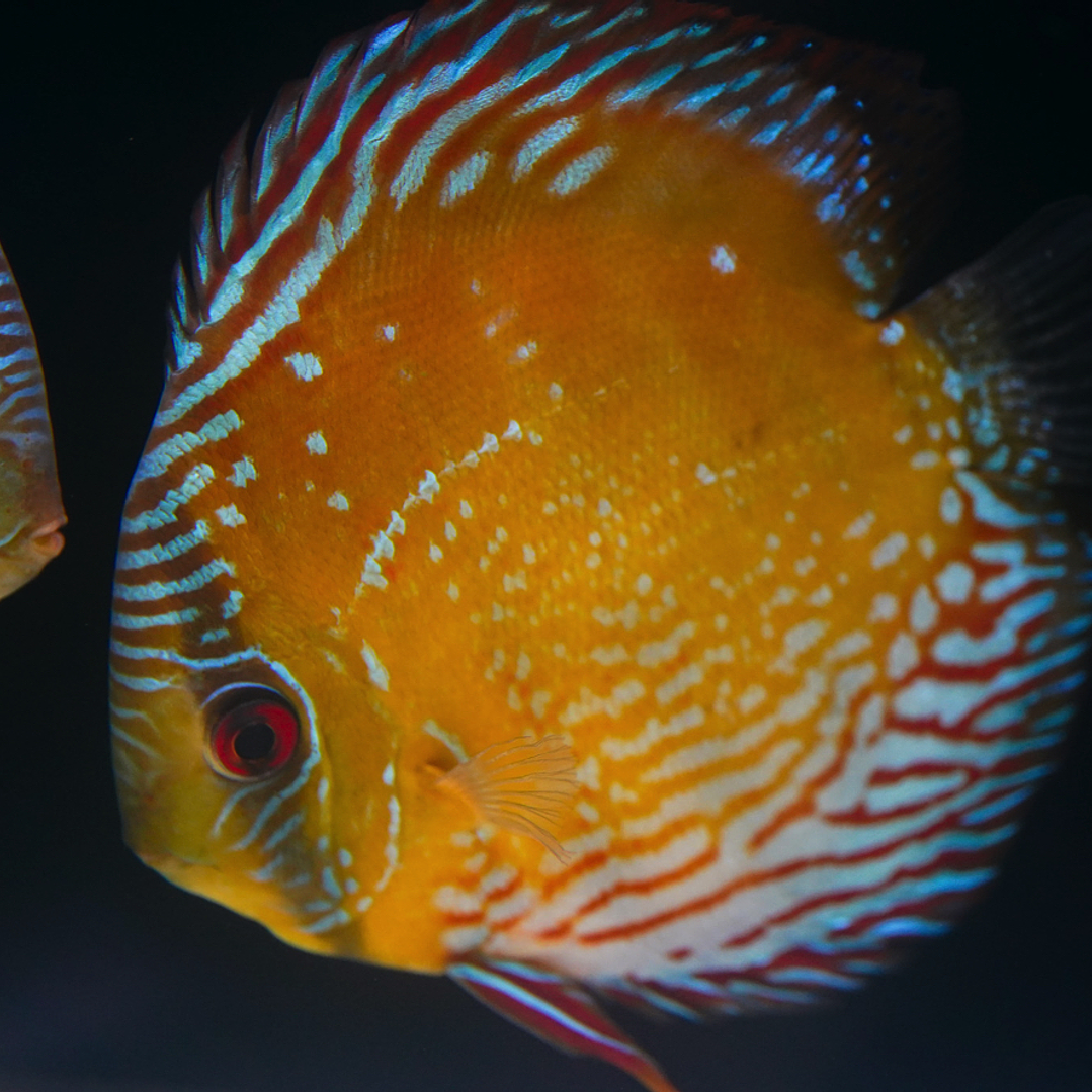 Cuipeua Semi Royal 1