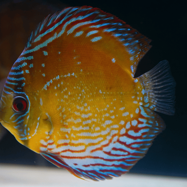 Cuipeua Semi Royal 10