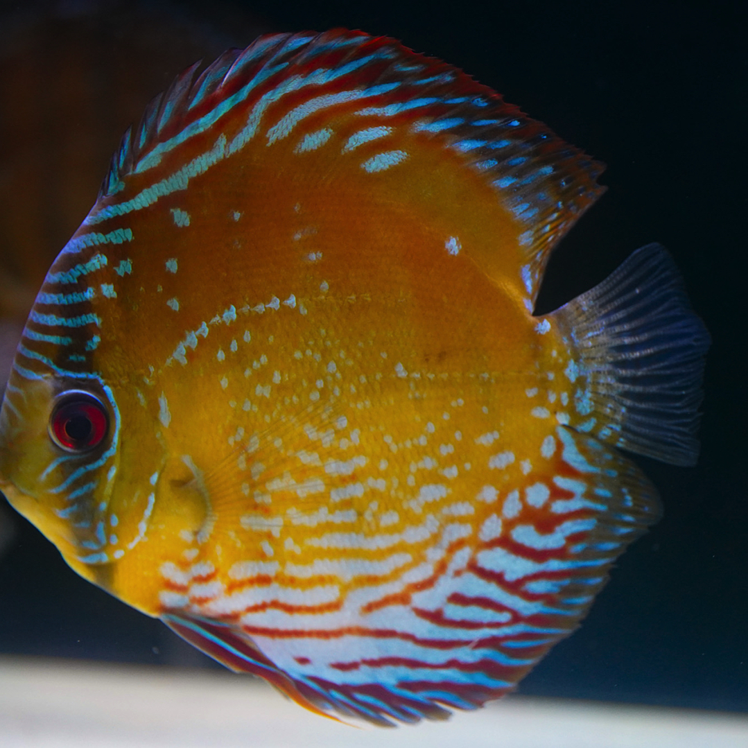 Cuipeua Semi Royal 11