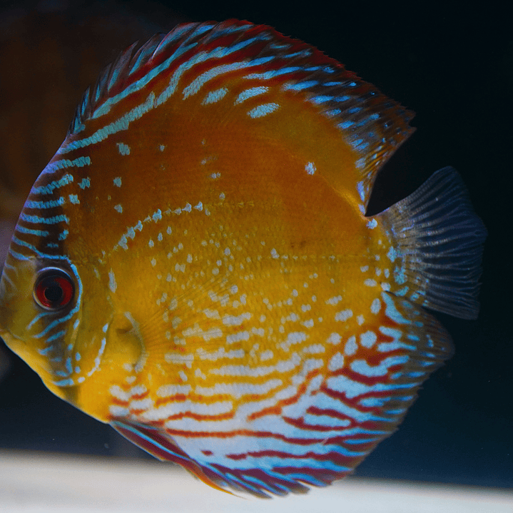 Cuipeua Semi Royal 11