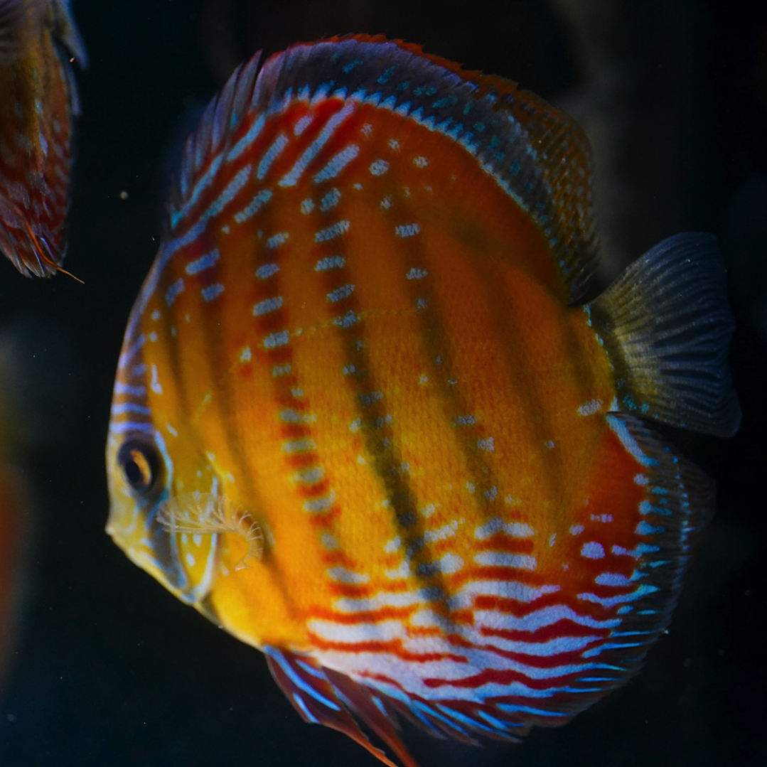 Cuipeua  Semi Royal 1