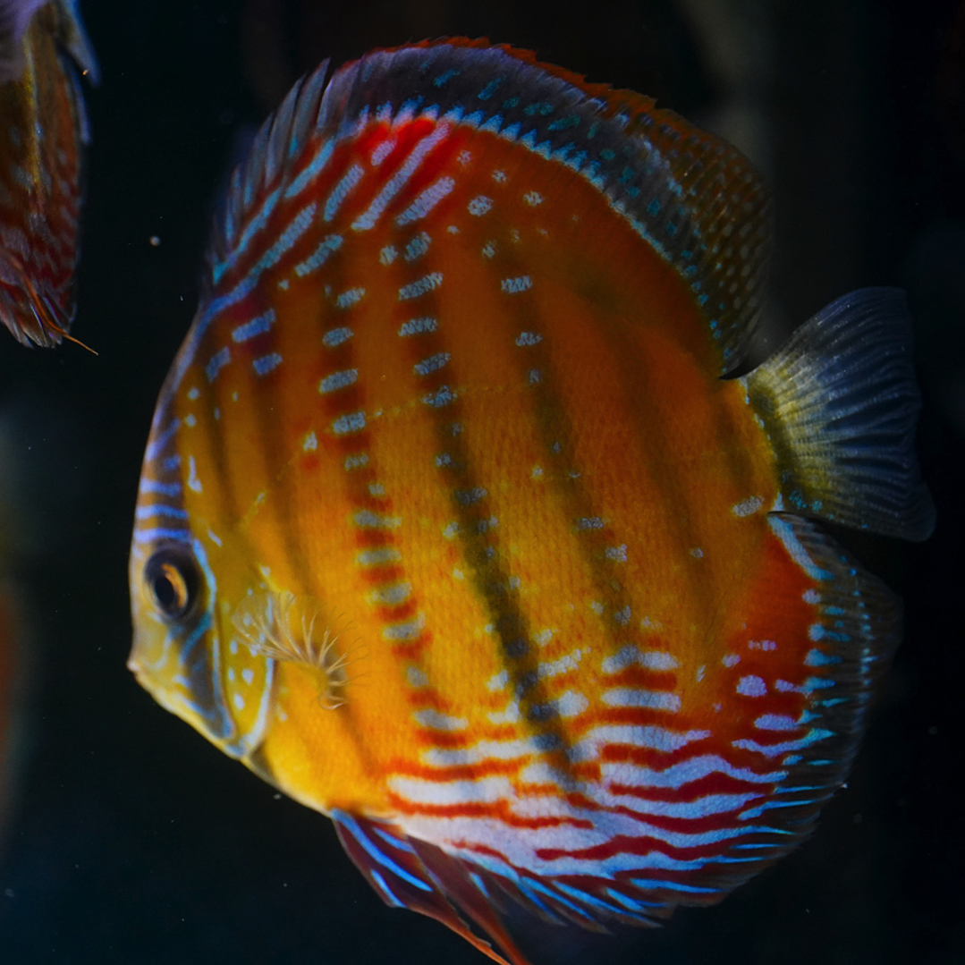 Cuipeua  Semi Royal 5